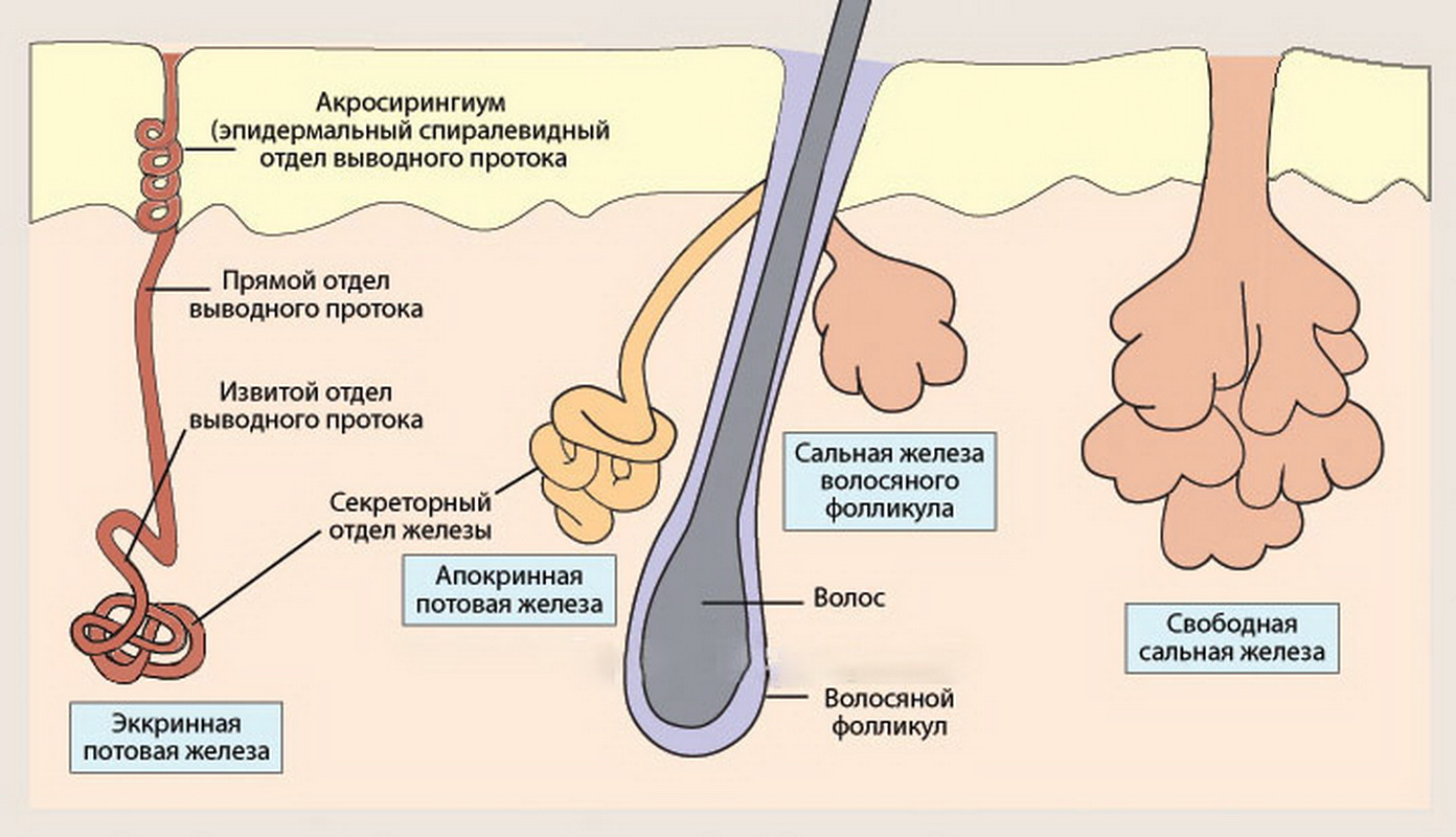 Железы внутренней секреции